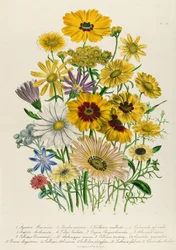 Marguerites, planche 31 de 